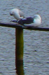 Larus fuscus