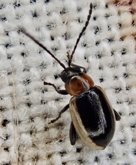 Longitarsus dorsalis