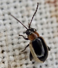 Longitarsus dorsalis