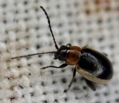 Longitarsus dorsalis