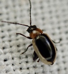 Longitarsus dorsalis