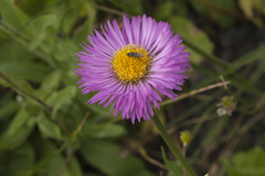 Erigeron caucasicus venustus