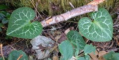 Asarum marmoratum