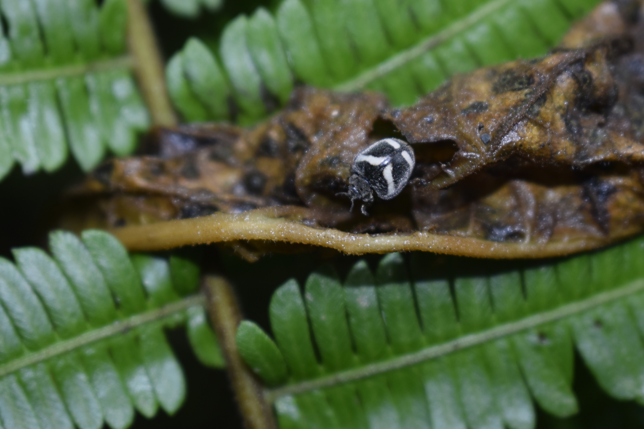 Epilachna image