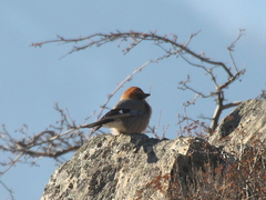 Garrulus glandarius brandtii