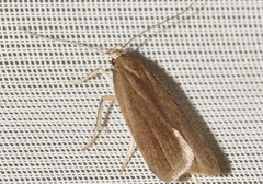 Acompsia cinerella
