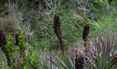 Puya glomerifera