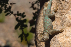 Sceloporus clarkii clarkii