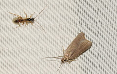 Acompsia cinerella