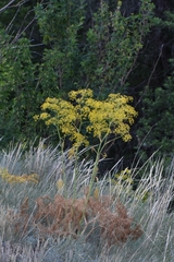 Ferula songarica