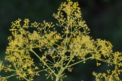 Ferula songarica