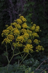 Ferula songarica