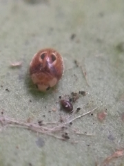 Clitostethus arcuatus