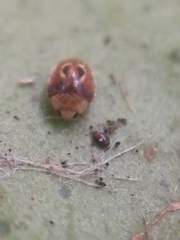 Clitostethus arcuatus