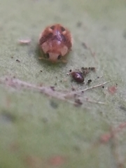 Clitostethus arcuatus