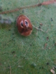 Clitostethus arcuatus