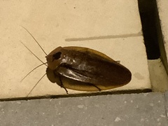 Blaberinae