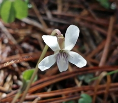 Viola hookeriana