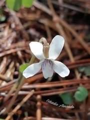 Viola hookeriana