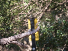 Myiarchus tuberculifer