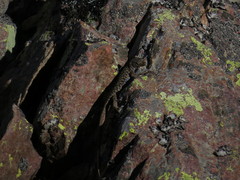 Archaeolacerta bedriagae