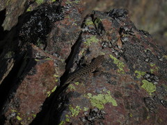 Archaeolacerta bedriagae