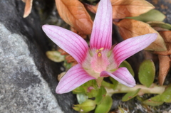 Lysimachia buxifolia