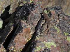 Archaeolacerta bedriagae