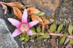 Lysimachia buxifolia