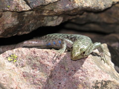 Archaeolacerta bedriagae