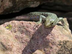 Archaeolacerta bedriagae