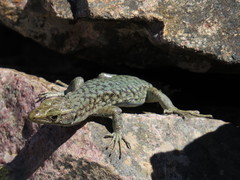 Archaeolacerta bedriagae