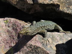 Archaeolacerta bedriagae