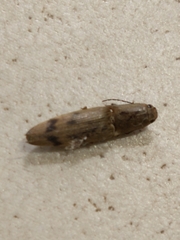 Conoderus leucophaeatus