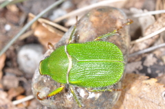 Hylamorpha elegans