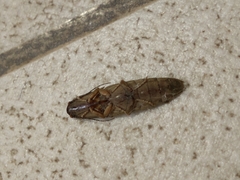 Conoderus leucophaeatus