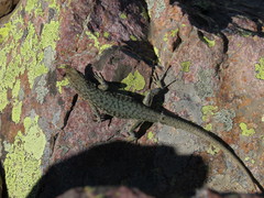 Archaeolacerta bedriagae