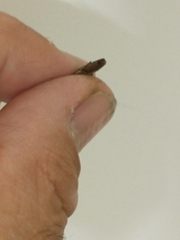 Conoderus leucophaeatus