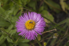 Erigeron caucasicus venustus