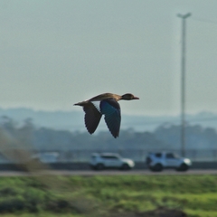 Amazonetta brasiliensis