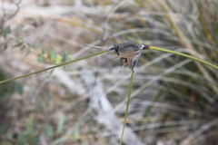 Mesomelaena tetragona