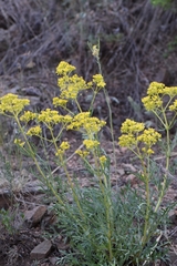Patrinia intermedia