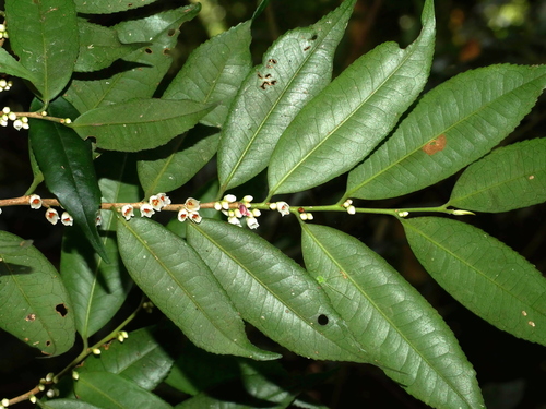 Image of Eurya loquaiana by (c) Jacy Chen, some rights reserved (CC BY)