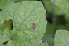 Cardioscarta flavifrons