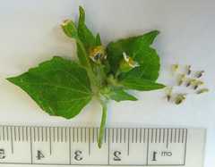 Galinsoga quadriradiata