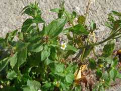 Galinsoga quadriradiata