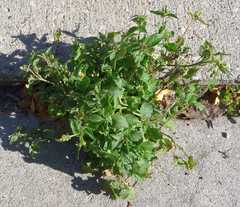 Galinsoga quadriradiata