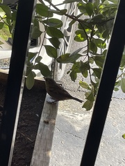 Passer domesticus image