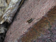 Chorthippus corsicus