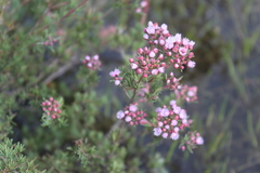 Verticordia plumosa